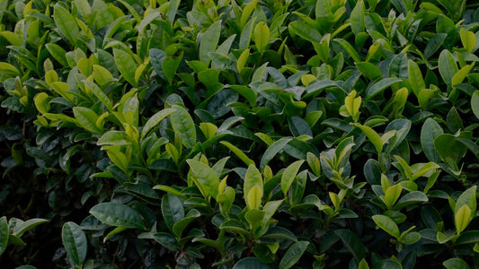 Farm to Table, Matcha Rina Edition